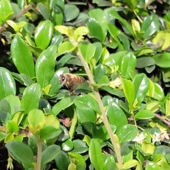 Apis mellifera