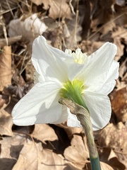 Narcissus × incomparabilis
