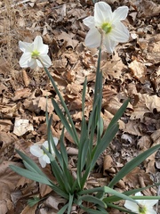 Narcissus × incomparabilis
