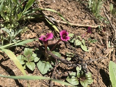 Diplacus kelloggii