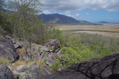 Terminalia melanocarpa