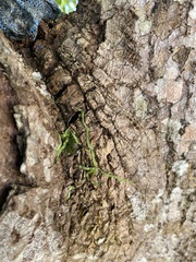 Taeniophyllum marianense