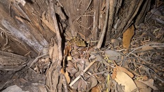 Eleutherodactylus marnockii