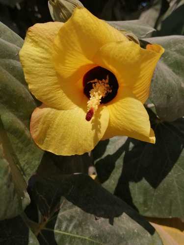Sea hibiscus