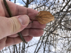 Rhamnus cathartica