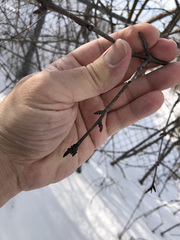Rhamnus cathartica