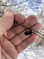 Rhamnus cathartica