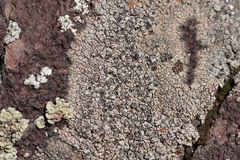Circinaria caesiocinerea