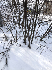 Rhamnus cathartica