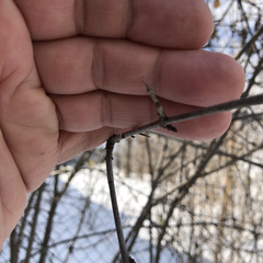 Rhamnus cathartica