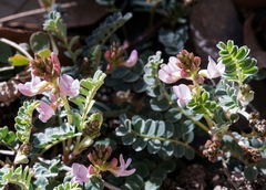 Astragalus cobrensis