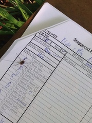 Leiobunum ventricosum