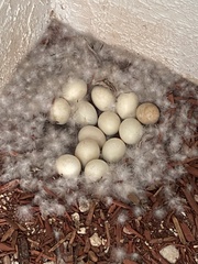 Cairina moschata domestica