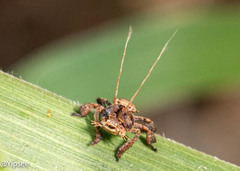 Eurybrachinae