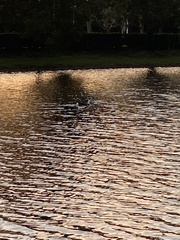 Cairina moschata domestica