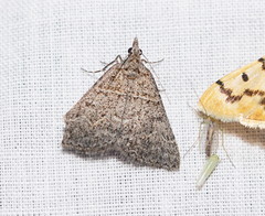 Dichromodes explanata