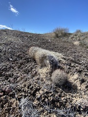 Pediocactus sileri