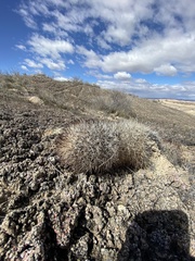 Pediocactus sileri