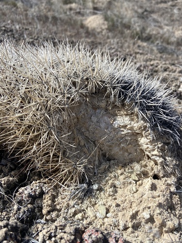 Pediocactus sileri