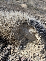 Pediocactus sileri