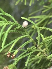 Walshomyia juniperina