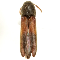 Isorhipis ruficornis