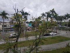 Koelreuteria elegans