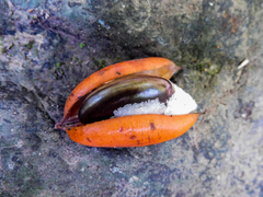 Swartzia costaricensis