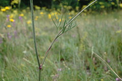 Peucedanum tauricum
