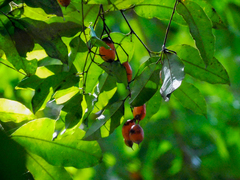Swartzia costaricensis