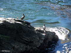 Nannopterum brasilianum