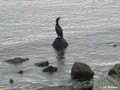 Nannopterum brasilianum