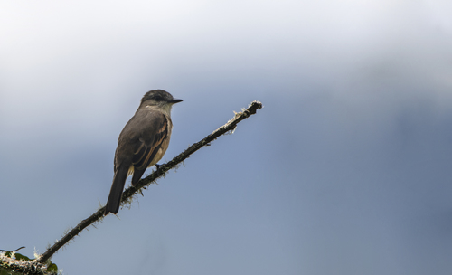 Rufous-bellied Bush Tyrant (Myiotheretes fuscorufus), photo 2