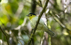 Pachyramphus versicolor