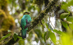 Pharomachrus auriceps