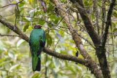 Pharomachrus auriceps