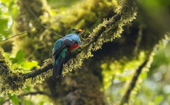 Pharomachrus auriceps