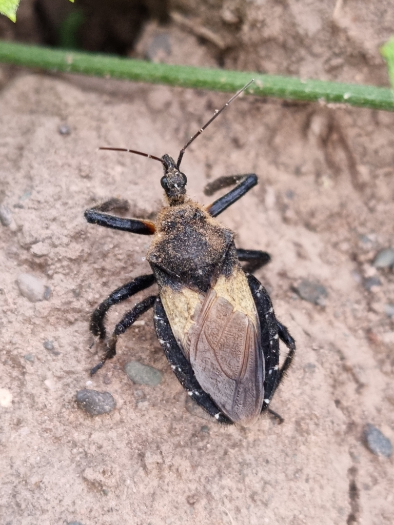 Apiomerus lanipes