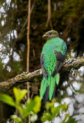 Pharomachrus auriceps