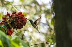 Coeligena violifer albicaudata