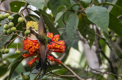 Coeligena violifer albicaudata