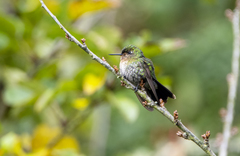 Metallura tyrianthina