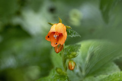 Nasa ranunculifolia macrantha