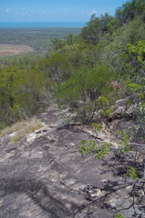 Acacia leptostachya