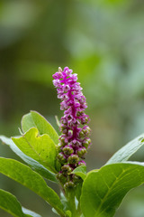 Phytolacca bogotensis