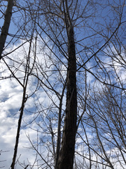 Ulmus pumila
