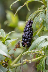 Phytolacca bogotensis