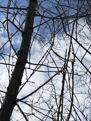 Ulmus pumila