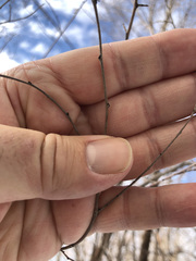Ulmus pumila