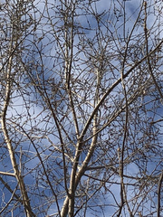 Ulmus pumila